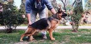 Top, young competition female for sale.