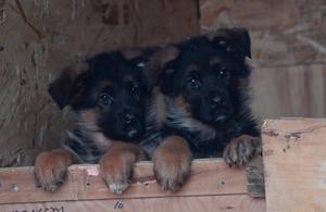 World champion VA1 Mio Huhnegrab puppies