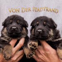 Excellent Family German Shepherd Pups