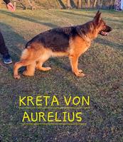 GSD  Female