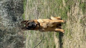 Female in heat for sale