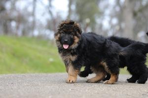 Stunning longcoat Male