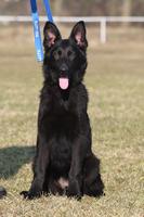 Black female - 5 months