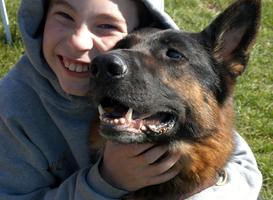 German Shepherd Puppies Available