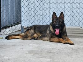 Import male 16 months old