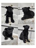 100% DDR.(IMPORT) "Blut" Pups 