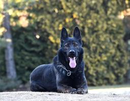 TOP dark sable ZVV1 female!