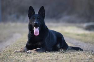 TOP PERSONAL PROTECTION, IGP, ZVV1 MALE!