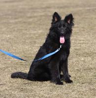 Black male - long hair - 1 year