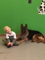 Von der Stadtrand German Shepherd Puppies