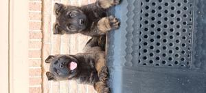 East German Male Pups(DDR)