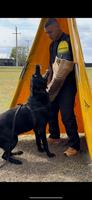 Igp3 x5 male for sale 5 years old