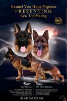 V7 Sam Von Dakota puppies for sale