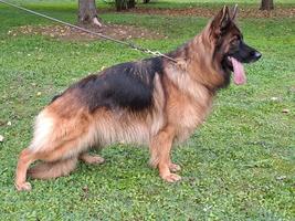 Extra long haired female for sale
