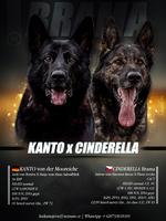 TOP puppies, 3x BSP x ZVV3!!!