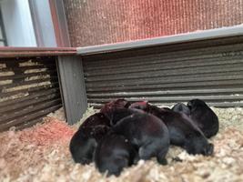 WGSL puppies