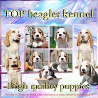 High quality beagle puppies, youngsters and adults