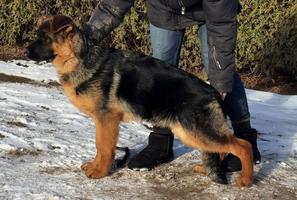 Female for sale (VA1 Mio granddaugher) 