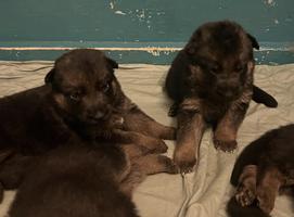Great Temperament Excellent Family Dogs