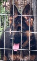 German Shepherd male puppy