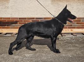 Titled/qualified female for sale