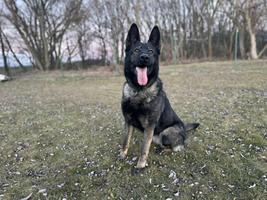 Dark sable female - Drago Eqidius bloodline!