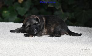 !!REZERVATION TOP PUPPY FCI!!!