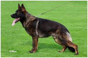 !!REZERVATION TOP PUPPY FCI!!!