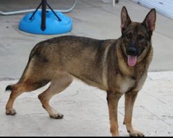 Sable female