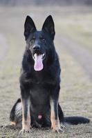 TOP personal protection, police, ZVV1 male!