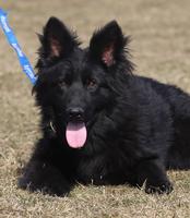 Black male - long hair - 1 year