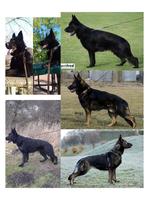 100% DDR.(IMPORT) "Blutlines" Pups 