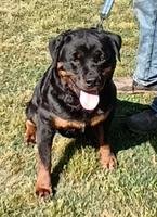 Intact female for sale.