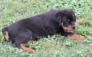 Males and Females for sale