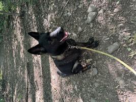 AKC health tested female Czech gsd