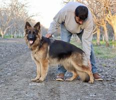 Beautiful 1 year old female