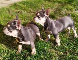 Hit Offer French Bulldog Exotic Colors