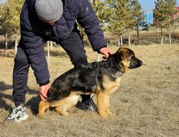 V7 Sam von Dakota puppies for sale with good blood