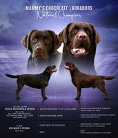Labrador puppies