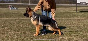 Strong bloodlines female for sale