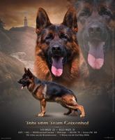 SG22&V33 Bszs Tobi vom Team Geixenhof - One of the