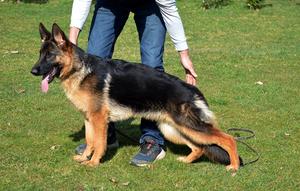 7 months old female is available!!!