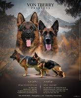 Titled, health tested, home raised pups