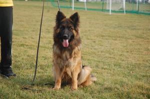 Top powerfull longhair female
