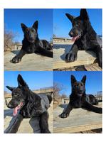 100% DDR.(IMPORT) "Blut" Male Pups 