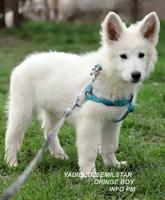 YADIEL DZSEMILSTAR -ORINGE BOY  X LITTER