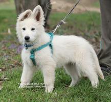 YADIEL DZSEMILSTAR -BLUE BOY  X LITTER