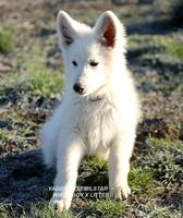 YADIEL DZSEMILSTAR -WHITE BOY  X LITTER