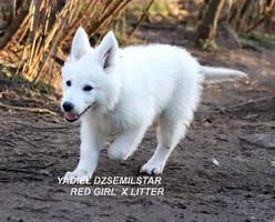 YADIEL DZSEMILSTAR -RED GIRL X LITTER