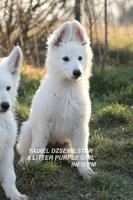 YADIEL DZSEMILSTAR -PURPLE  GIRL X LITTER